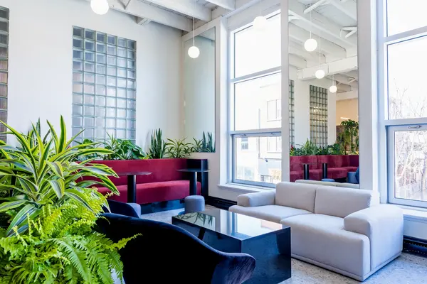 Lounge with ferns and white sofas by the windows